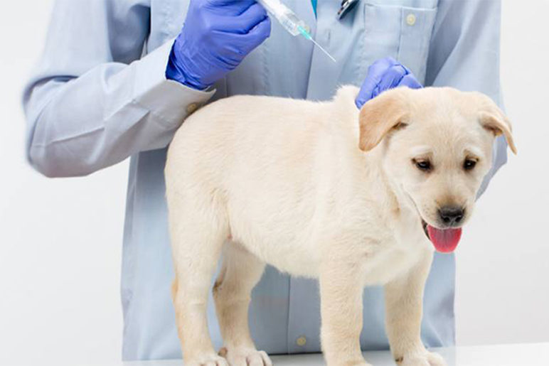 Labrador Vaccination Chart