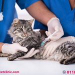 تطعيم القطط بكافة أنواعها