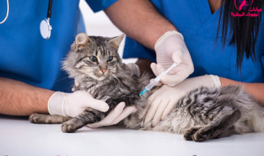 أنواع-تطعيمات-القطط-وأهميتها