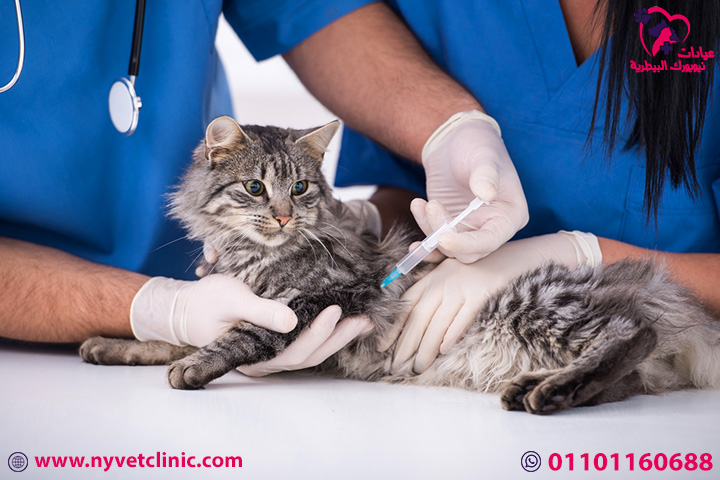 أنواع-تطعيمات-القطط-وأهميتها