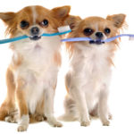 Dental Care and Dental Scaling