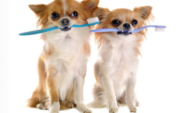 Pet Dental Care علاج اسنان الحيوانات الاليفة