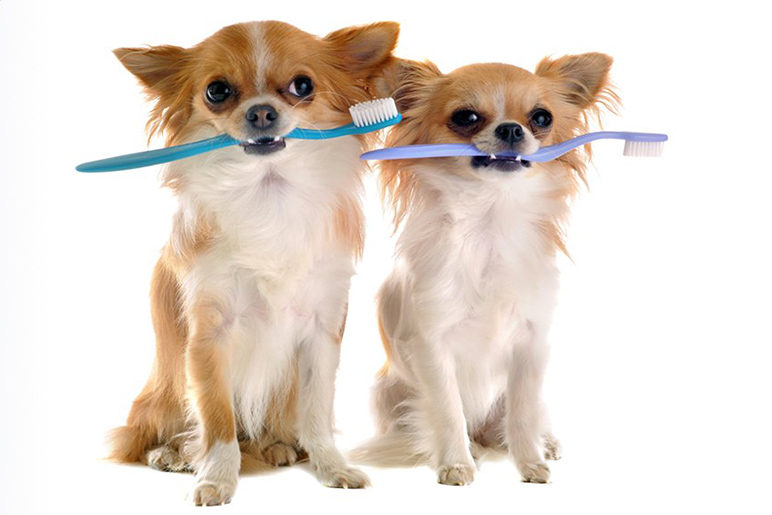 Pet Dental Care علاج اسنان الحيوانات الاليفة