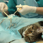 العمليات الجراحية للحيوانات الأليفة