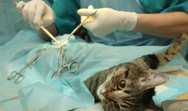 العمليات الجراحية للحيوانات الاليفة