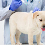 Program of cat vaccinations ,dogs and pets
