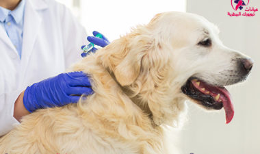 تطعيمات-الكلاب