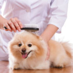 pet care and Beauty services