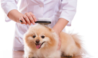 pet beauty and pet care