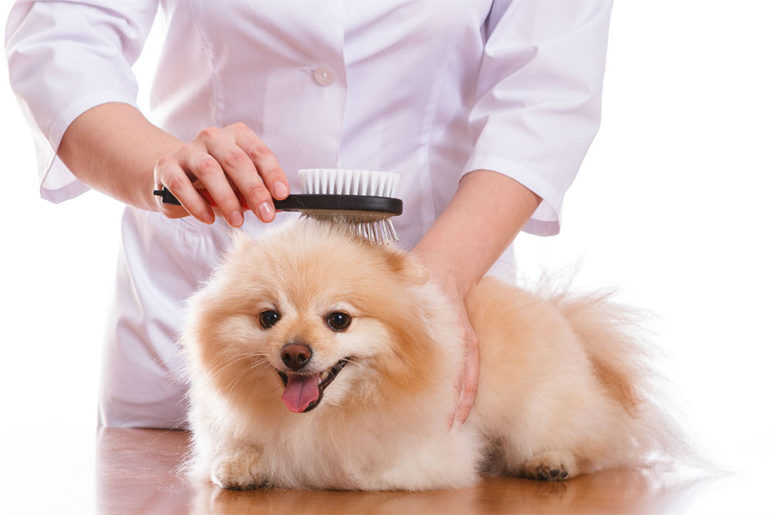 pet beauty and pet care