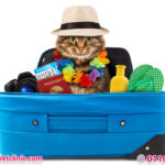 اجراءات سفر القطط للخارج