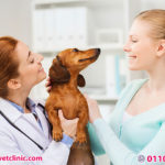 العيادة البيطرية للكلاب