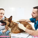 تطعيمات الكلاب الجيرمن شيبرد