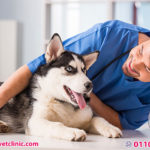 علاج اذن الكلاب - أفضل عيادات بيطرية في المعادي